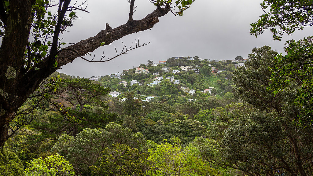 WLG-0343.jpg