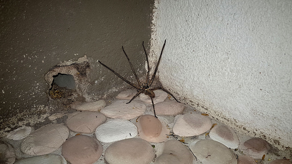 roommate. left after two days.