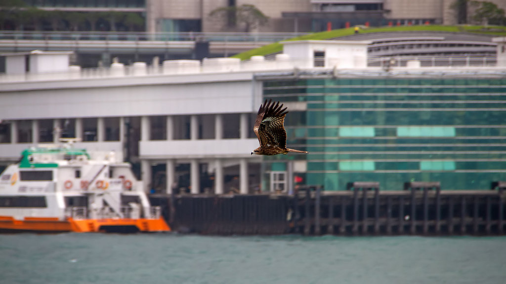 HKG-1352.jpg