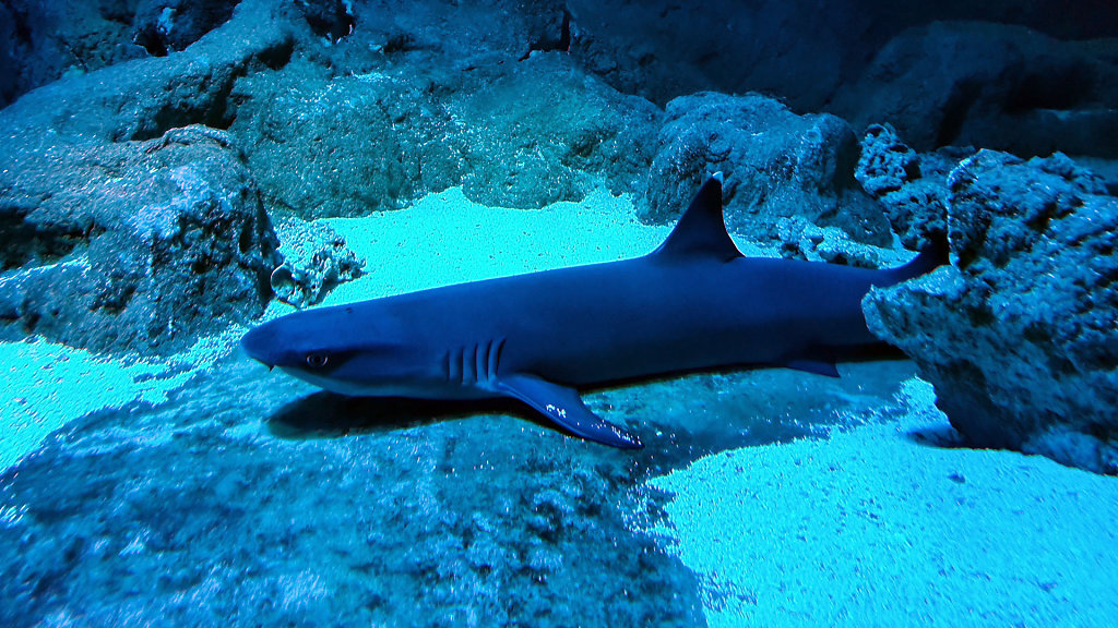 Acuario de la Universidad de Murcia