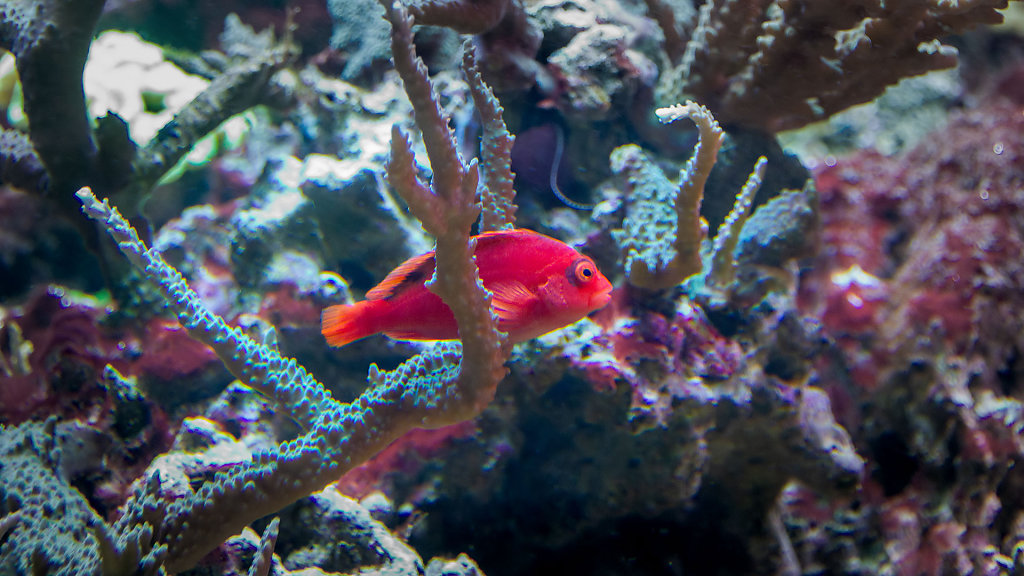 Acuario de la Universidad de Murcia