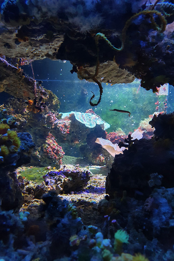 Acuario de la Universidad de Murcia