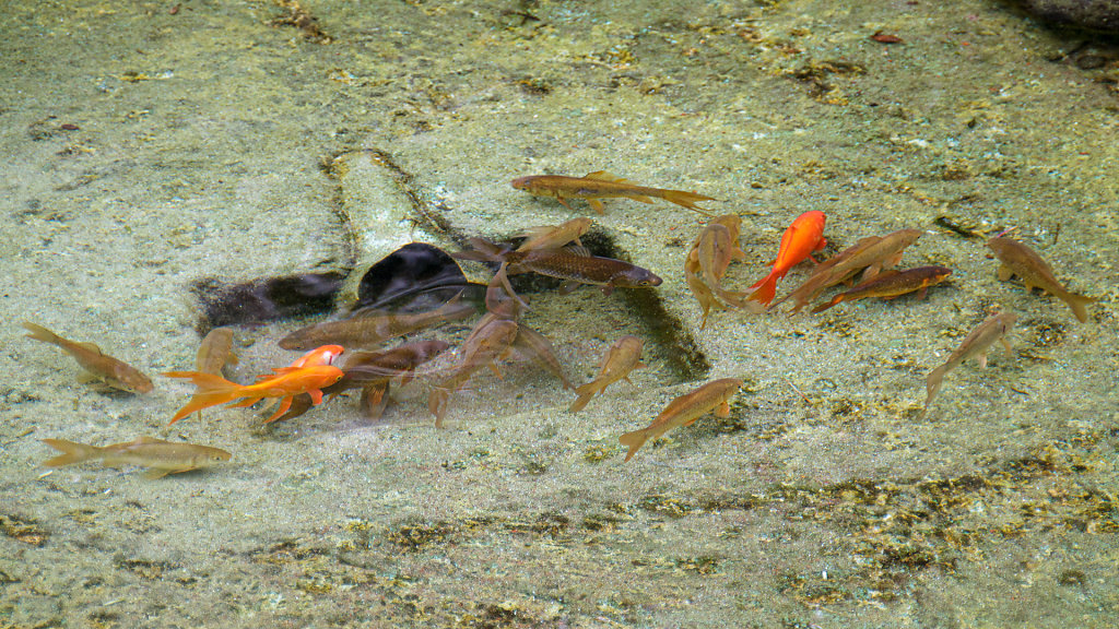 Parque Natural da Ribeira dos Caldeirões
