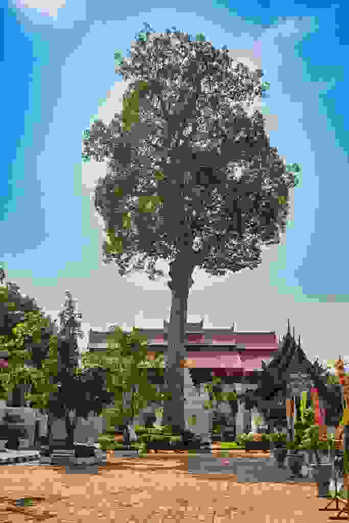 20220310-145057-THA-0827-HDR.jpg