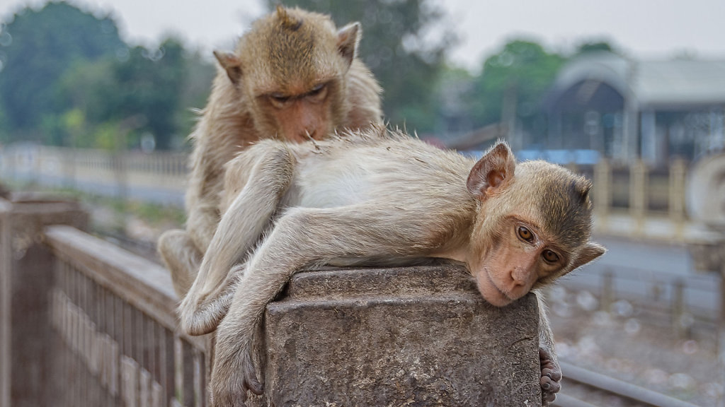 17.04.: Lopburi (ลพบุรี)