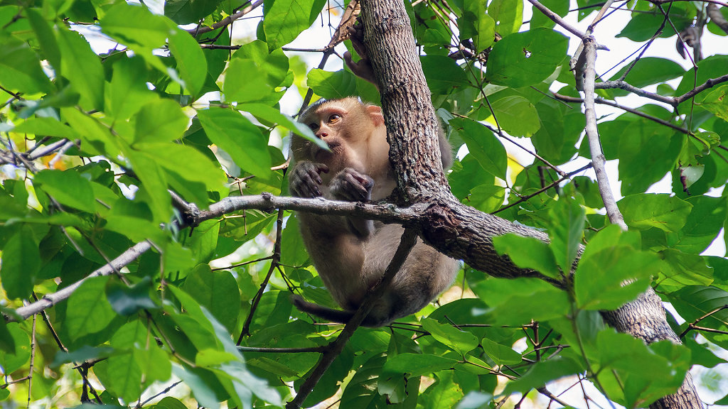 Khao Yai National Park