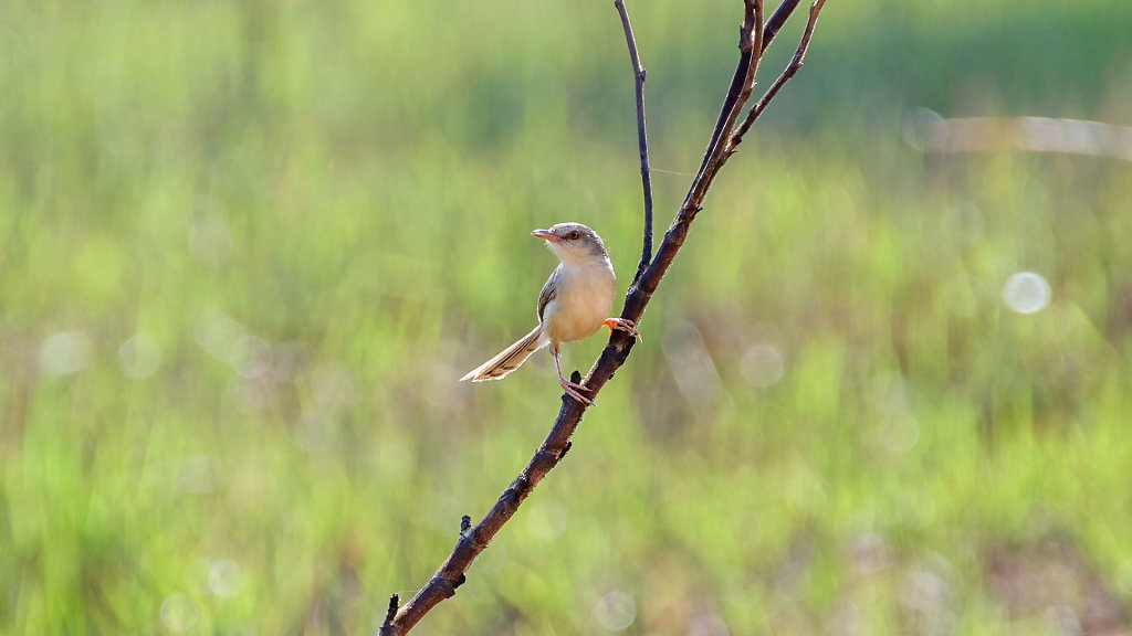 Nong Phak Chi Wildlife Watching Tower