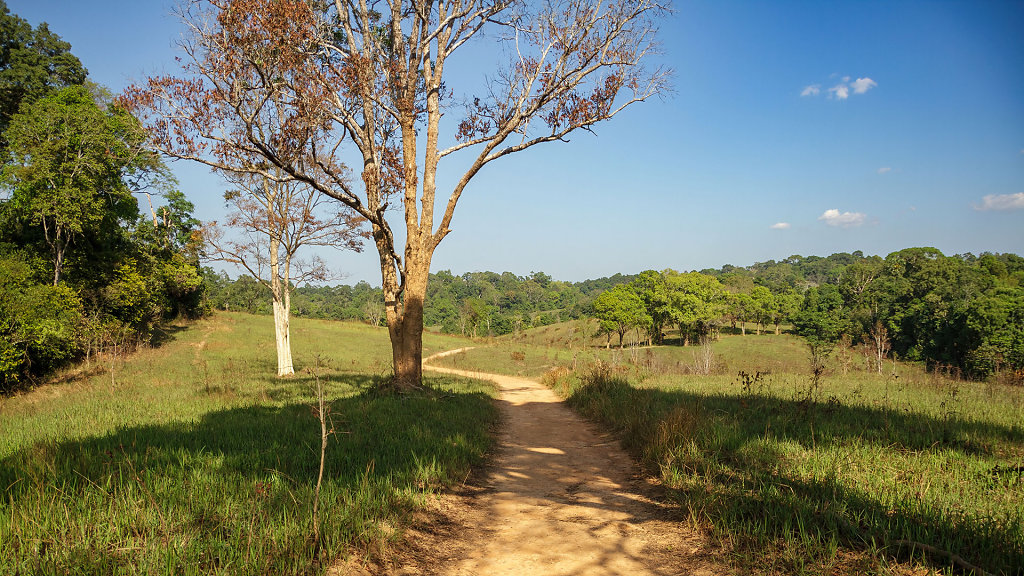 Nong Phak Chi Wildlife Watching Tower