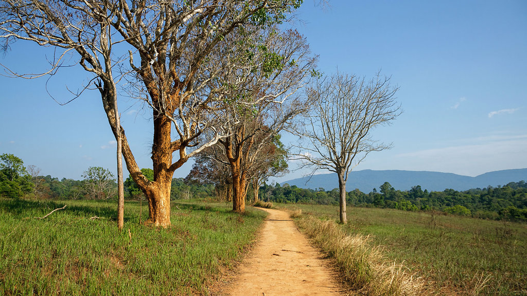 Nong Phak Chi Wildlife Watching Tower