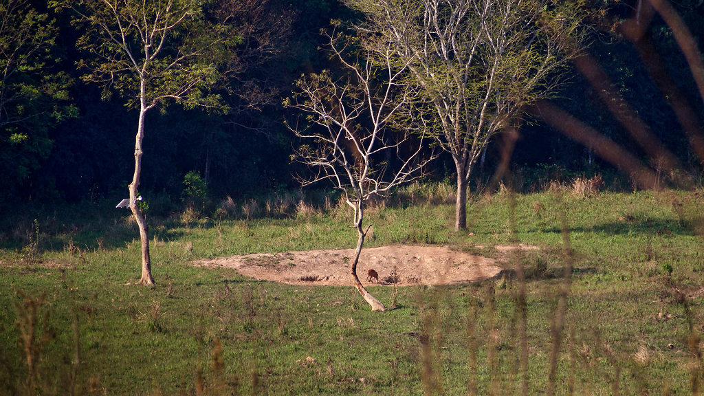 Nong Phak Chi Wildlife Watching Tower