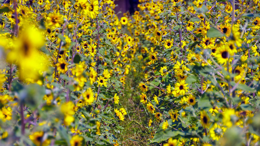 Flowers Village Khaoyai