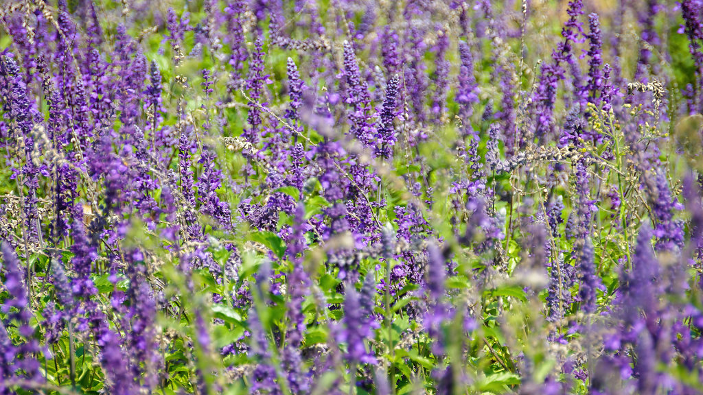Flowers Village Khaoyai