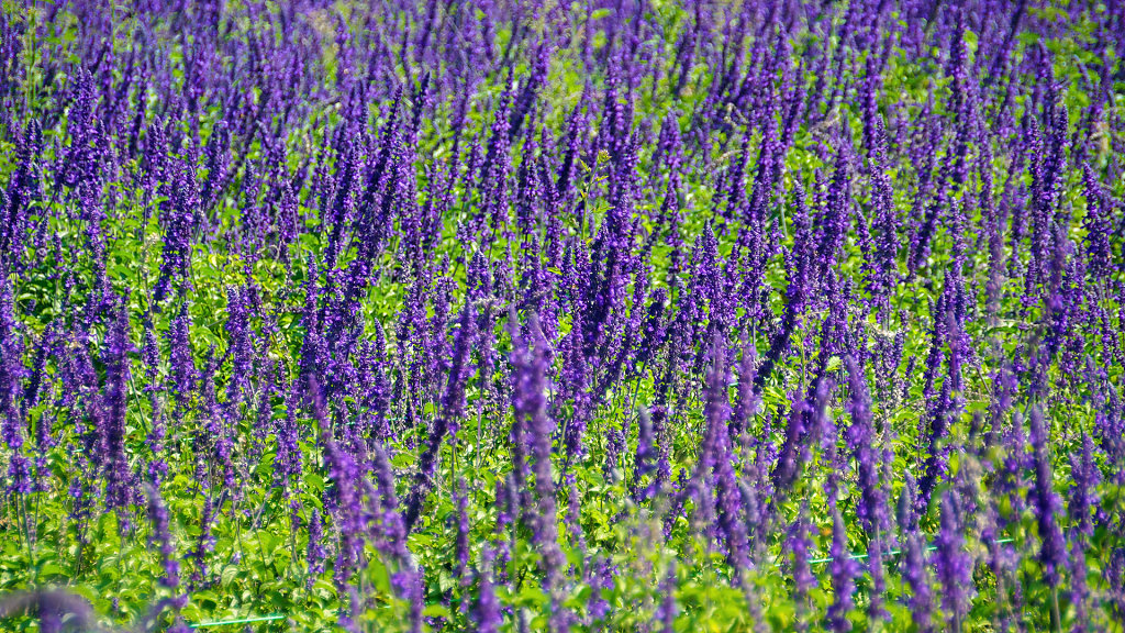Flowers Village Khaoyai