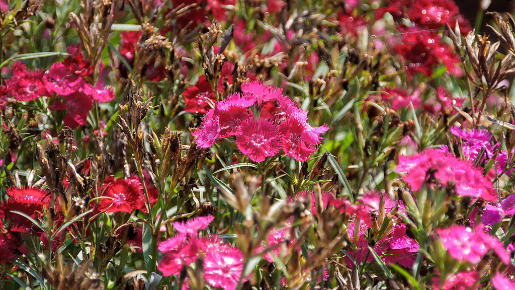 Flowers Village Khaoyai