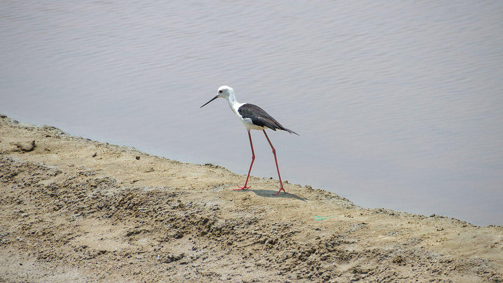 Salt Harvesting Farm // ยุ้งเกลือ - บ้านแหลม