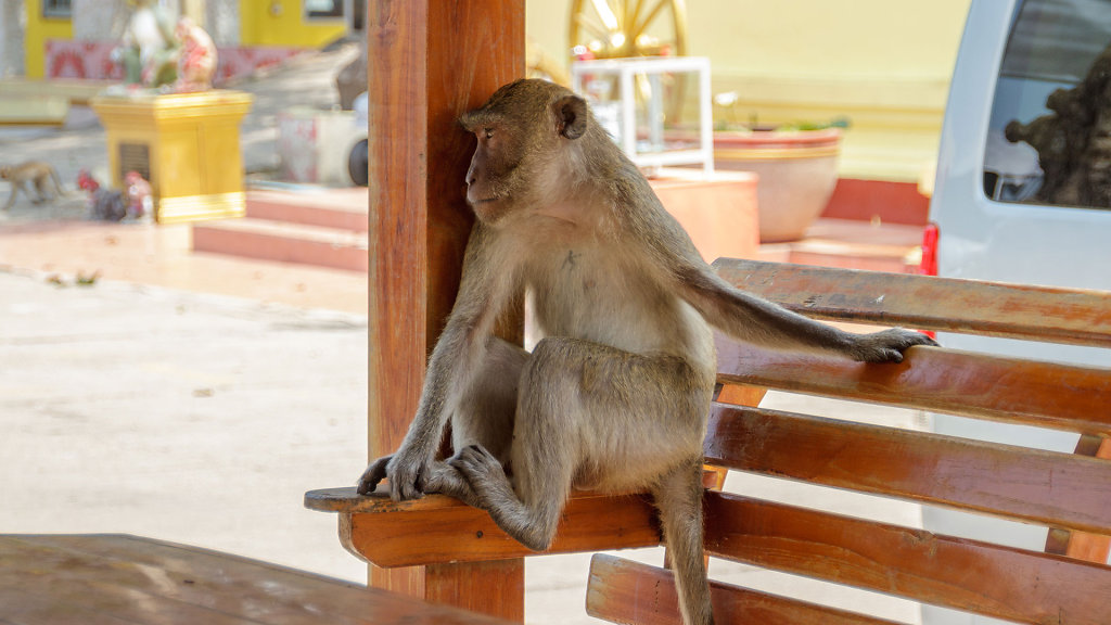 Wat Khao Takiap // วัดเขาตะเกียบ