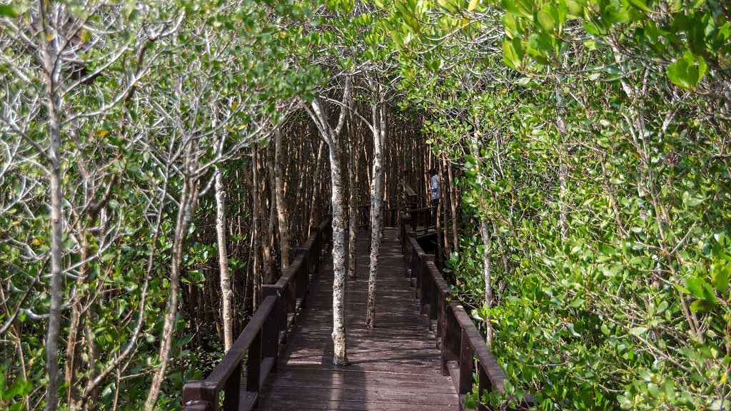 Mangrove forest Walk Road // ป่าชายเลน
