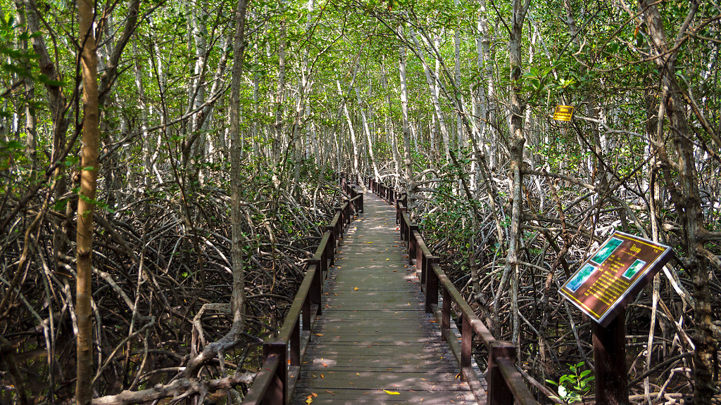 Mangrove forest Walk Road // ป่าชายเลน