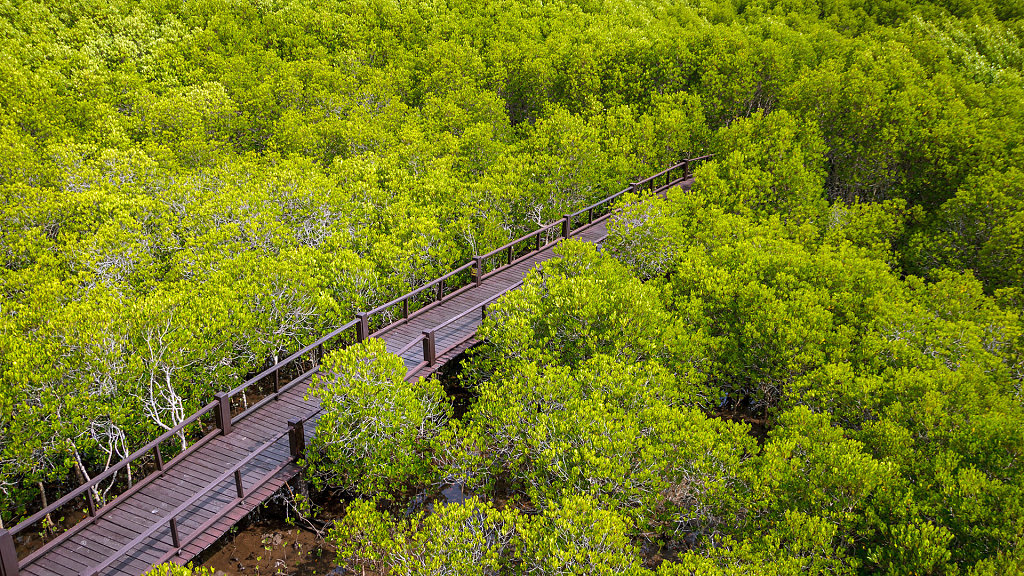 Mangrove forest Walk Road // ป่าชายเลน