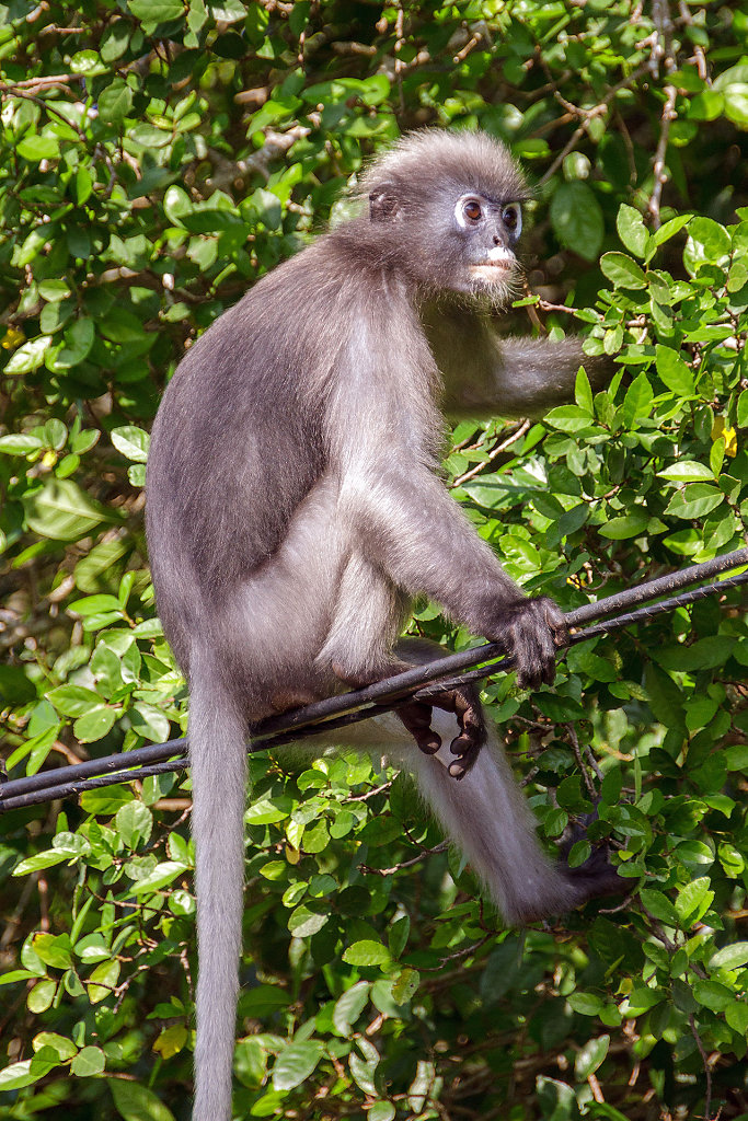 Monkey Monument // ศาลเจ้าพ่อเขาล้อมหมวก