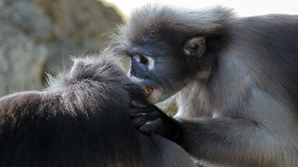 Monkey Monument // ศาลเจ้าพ่อเขาล้อมหมวก