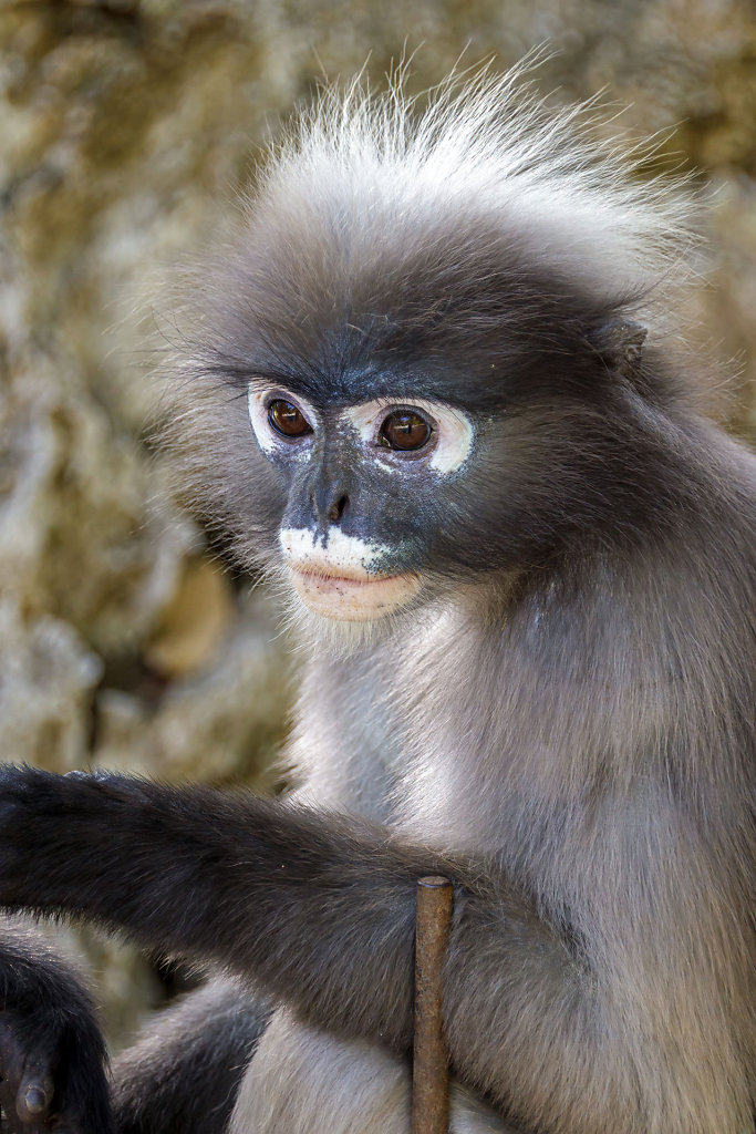 Monkey Monument // ศาลเจ้าพ่อเขาล้อมหมวก