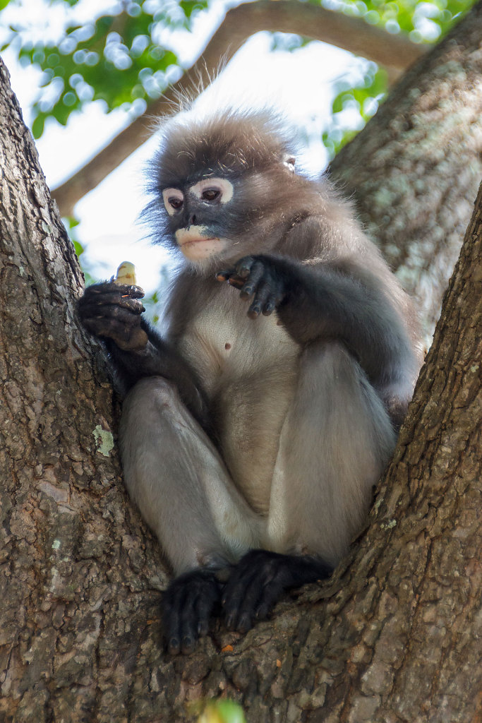 Monkey Monument // ศาลเจ้าพ่อเขาล้อมหมวก