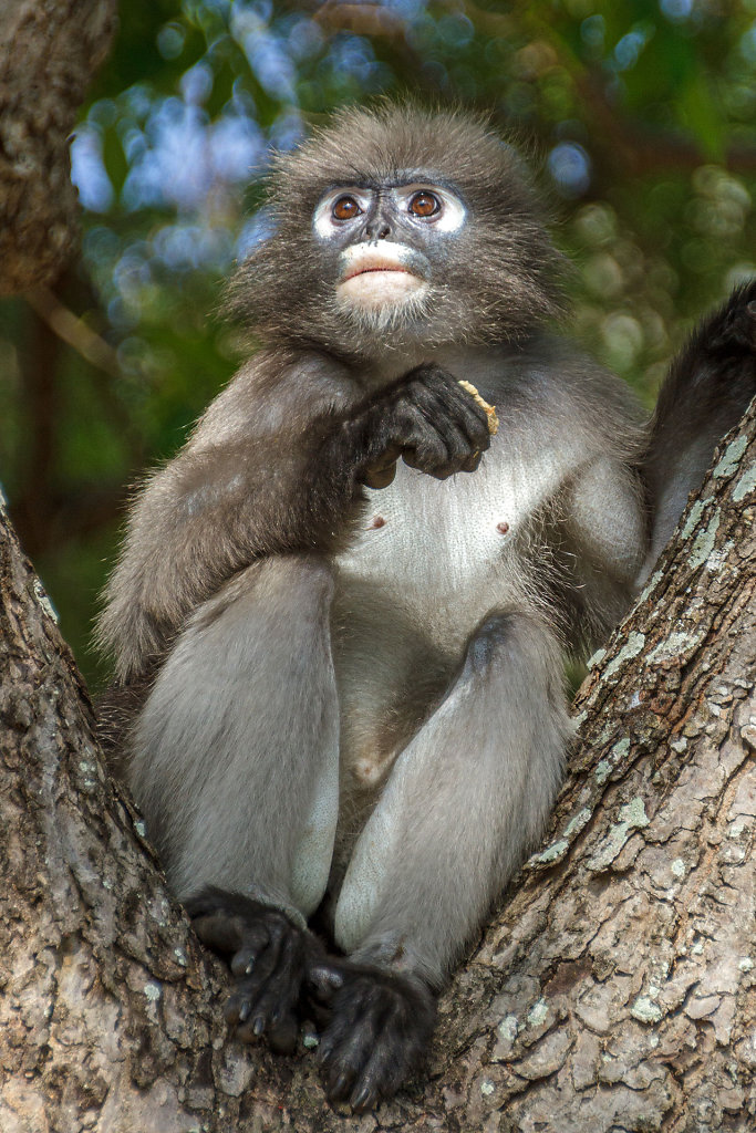 Monkey Monument // ศาลเจ้าพ่อเขาล้อมหมวก
