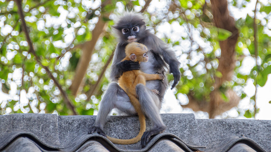 Monkey Monument // ศาลเจ้าพ่อเขาล้อมหมวก