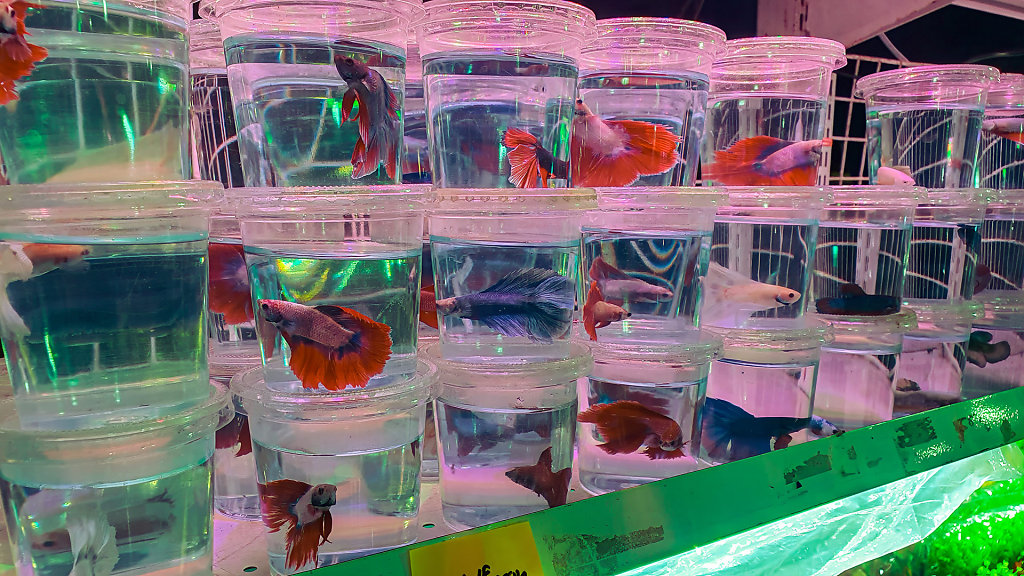 Ranong Municipality Evening Market
