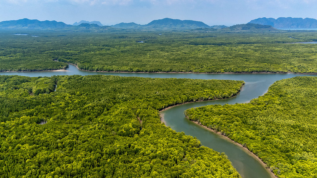 Thung Yee Pheng Mangrove Forest