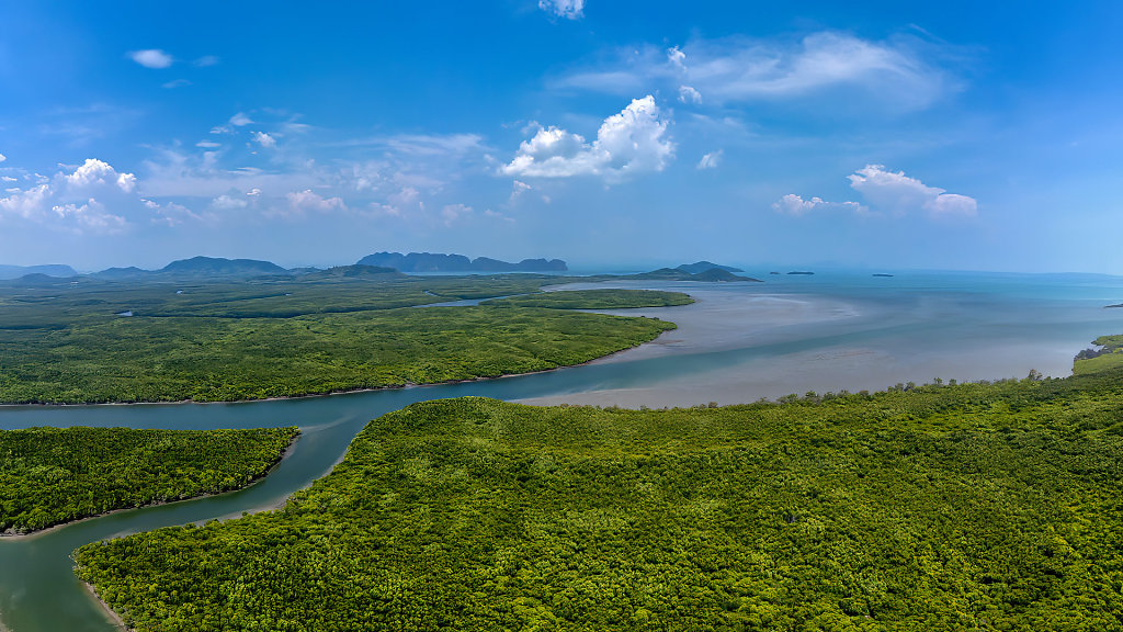 Thung Yee Pheng Mangrove Forest