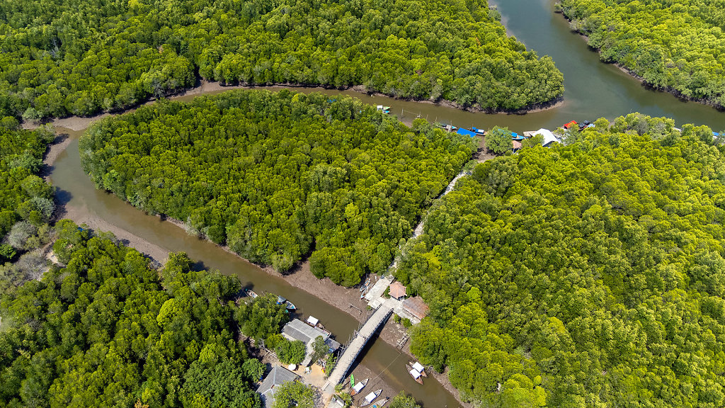 Thung Yee Pheng Mangrove Forest