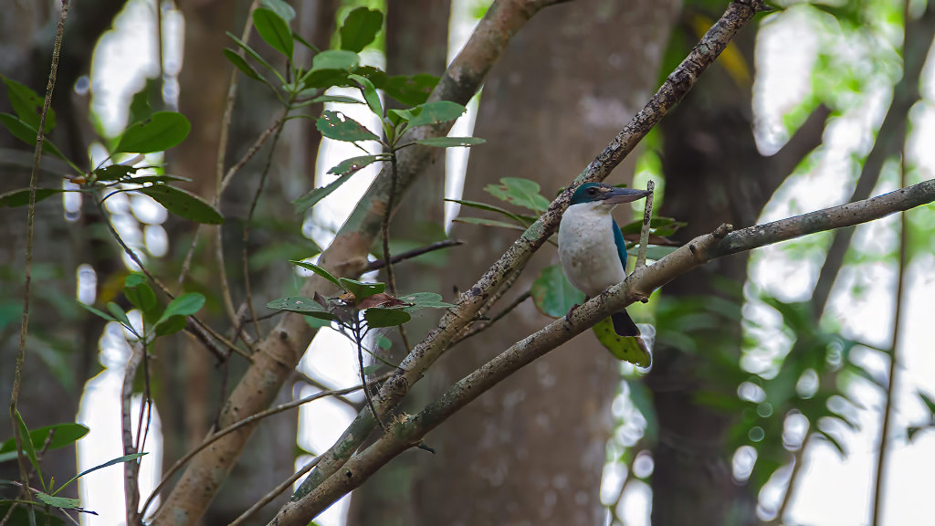 Krabi Urban Forest