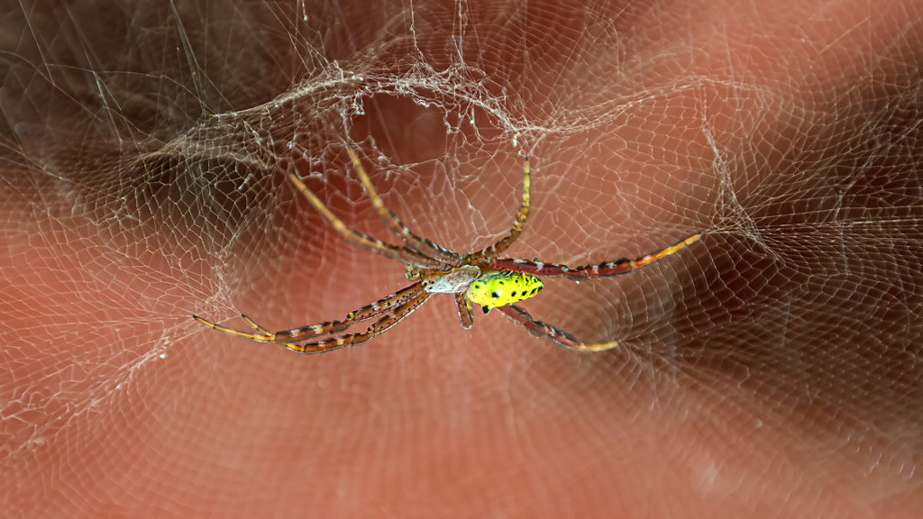 Thung Khai Botanic Garden