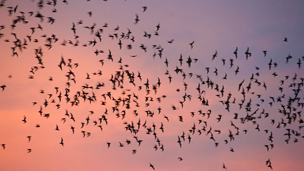 Wat Khao Chong Phran Bat Caves