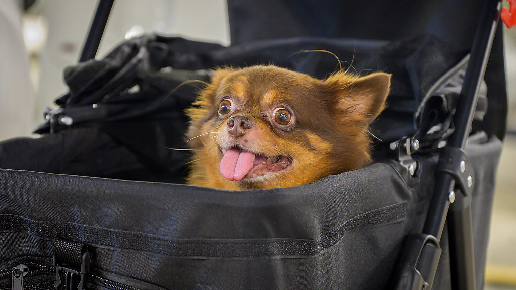 Srinagarindra Train Night Market