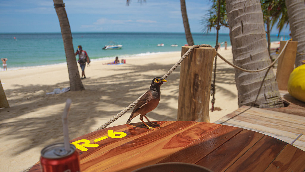 SIWA Latte Beach and Eatery by Lamai inn99