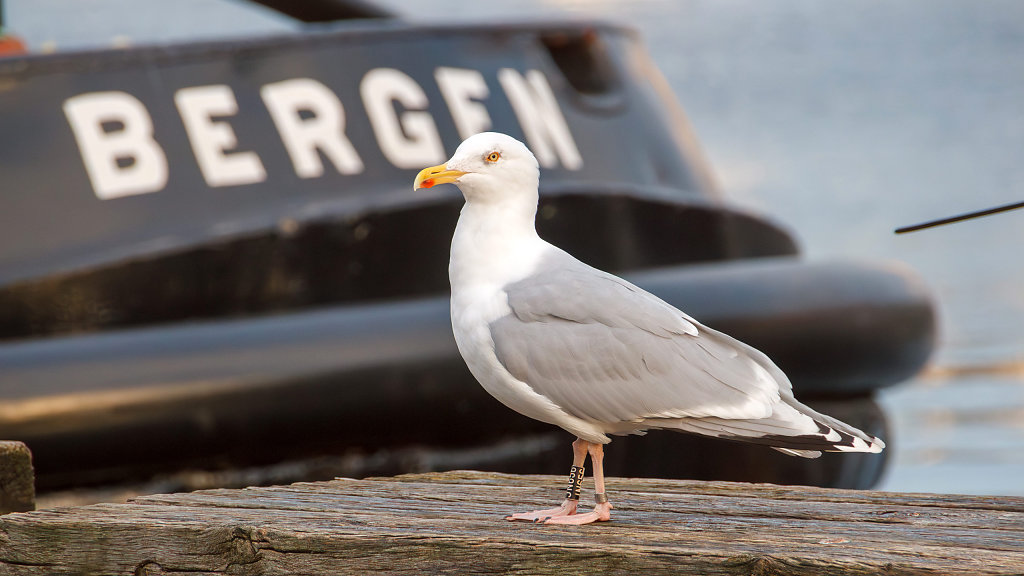 06.02.2025: Norway // Norge 